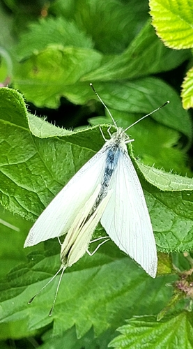 Small White