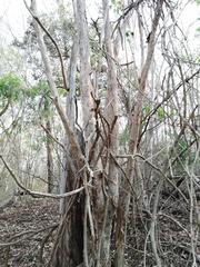 Calycophyllum candidissimum
