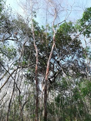 Calycophyllum candidissimum