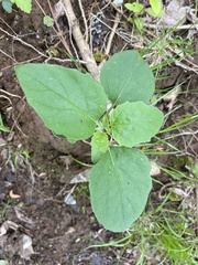 Physalis virginiana