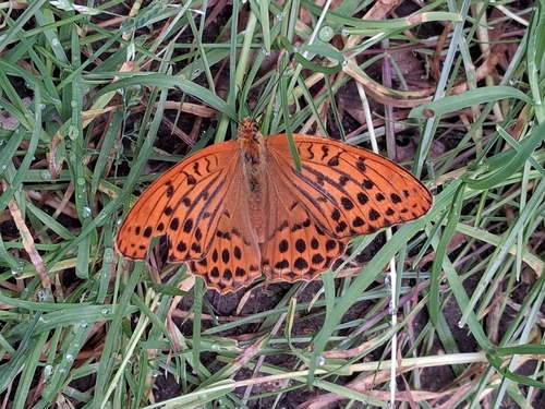Silver-washed Fritillary
