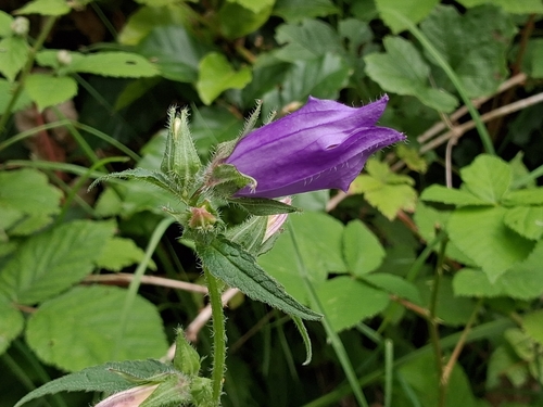 Nettle-leaved Bellflower