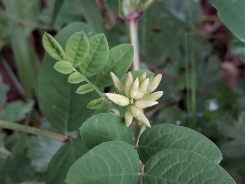 Wild Liquorice