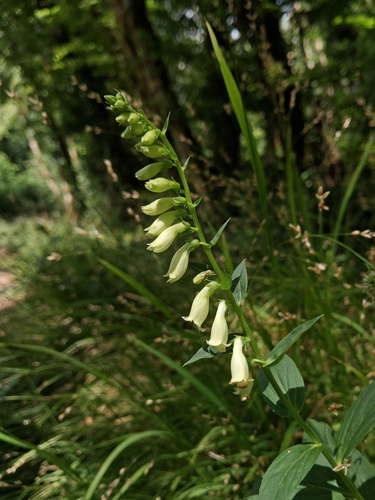 Straw Foxglove