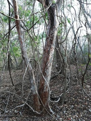 Calycophyllum candidissimum