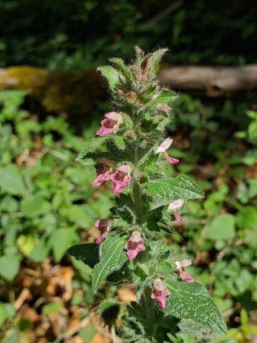 Limestone Woundwort