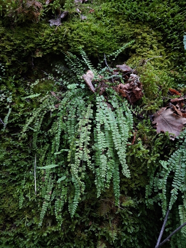maidenhair spleenwort