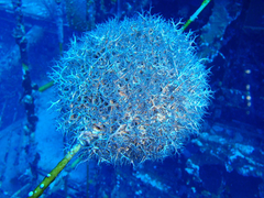 Astrophyton muricatum