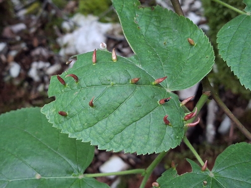 Red Nail Gall Mite