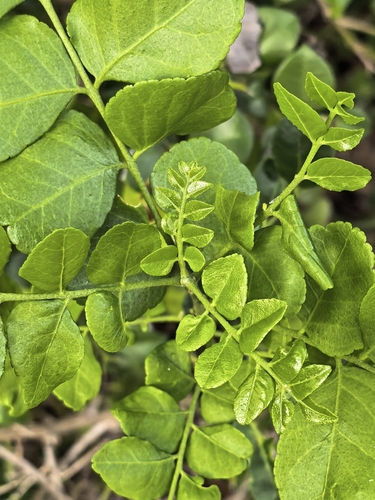 Clausena anisata, photograph 5