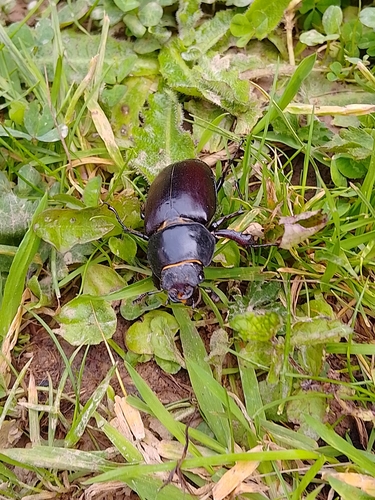 European Stag Beetle