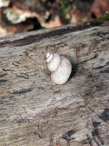 Round-mouthed Snail