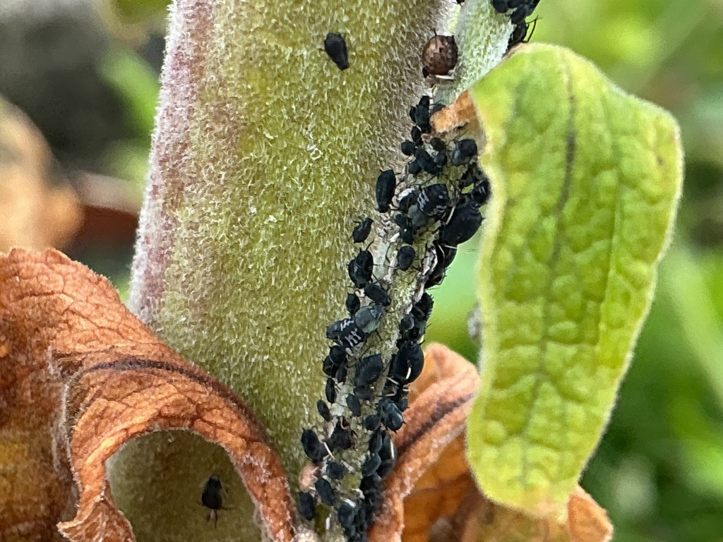 Foxglove aphid