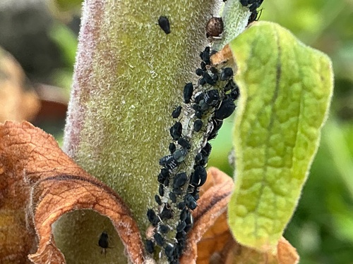 Foxglove aphid