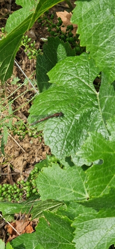 Large Red Damselfly