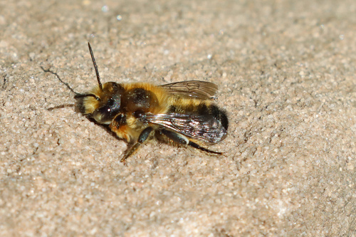 Foto von Totholz-Blattschneiderbiene