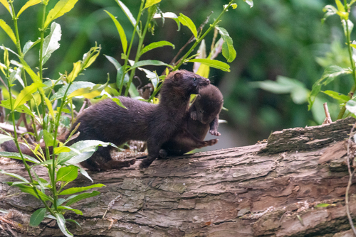 American Mink, photo 4 of 8