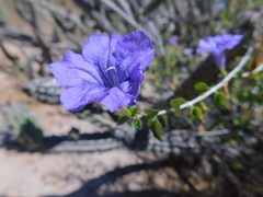 Ruellia californica peninsularis