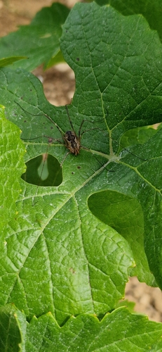 European Harvestman