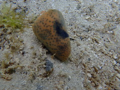 Conus pulicarius