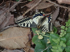 Papilio machaon hippocrates