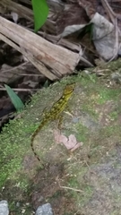 Anolis evermanni