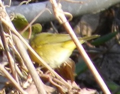 Leiothlypis ruficapilla
