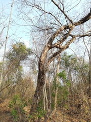 Pterocarpus acapulcensis