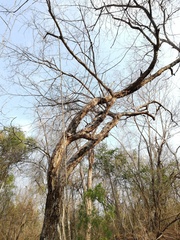 Pterocarpus acapulcensis