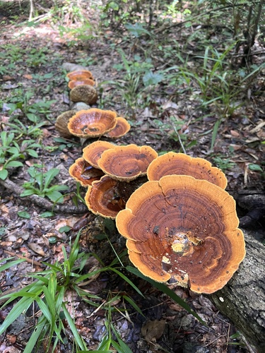Stiptophyllum erubescens