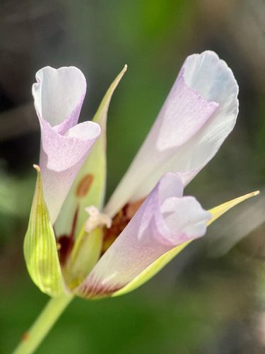 Calochortus catalinae, photograph 3