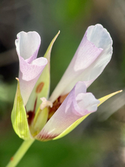 Calochortus catalinae, photograph author not stated, no rights reserved