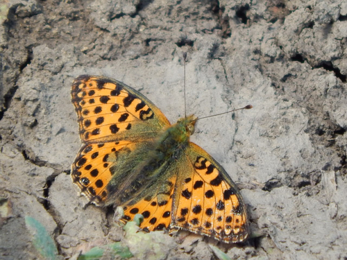 Queen of Spain Fritillary