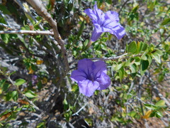 Ruellia californica peninsularis