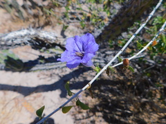 Ruellia californica peninsularis