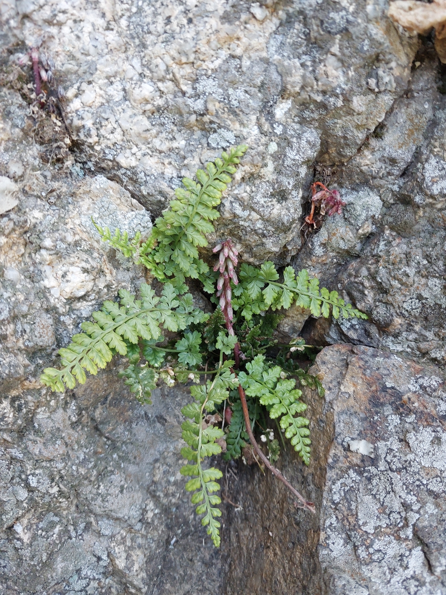 Asplenium forisiense 4