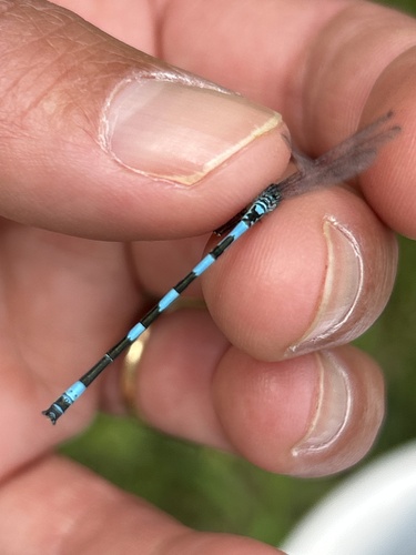 Southern Damselfly