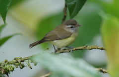 Vireo leucophrys