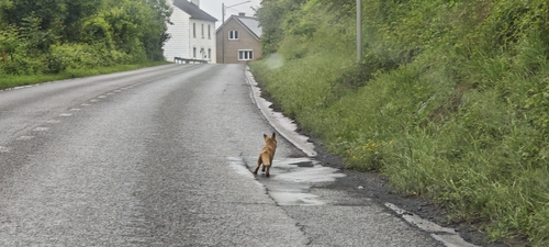 Red Fox