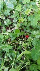 Potentilla indica