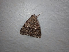 Catocala actaea