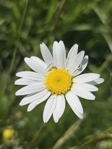 oxeye daisy