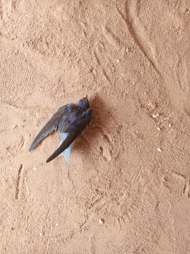 Barn Swallow