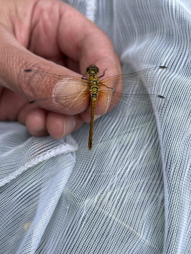 Ruddy Darter