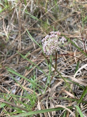 Asclepias michauxii