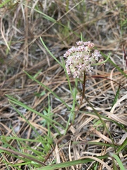 Asclepias michauxii