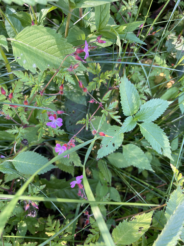 Herb Robert