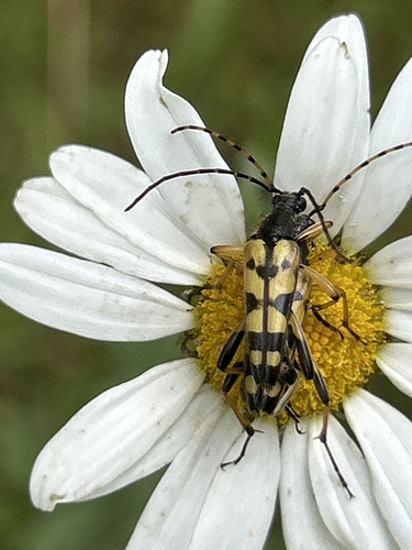 Spotted Longhorn Beetle