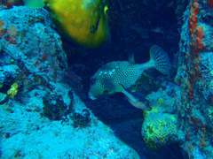 Lactophrys bicaudalis