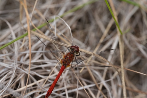 Ruddy Darter